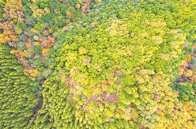 秋高氣爽，六盤山層林盡染。