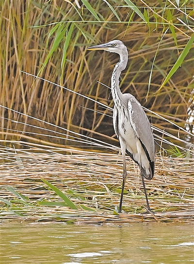 蒼鷺在蘆葦叢中捕食。