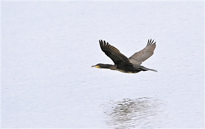     鸕鶿掠過水面。