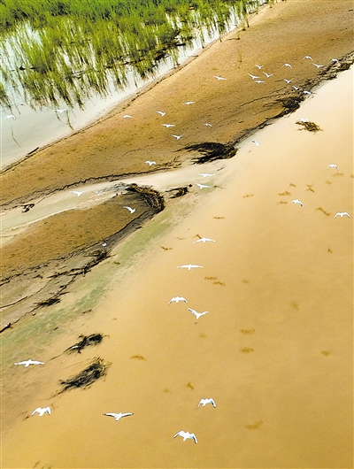     成群的水鳥在黃河灘涂上空飛舞。