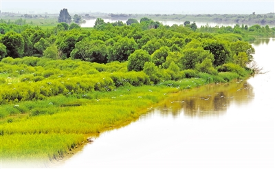     黃河岸邊水草相依，一群白鷺振翅飛翔。